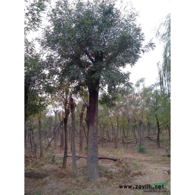 2014国槐哪里便宜 哪里有8公分国槐基地