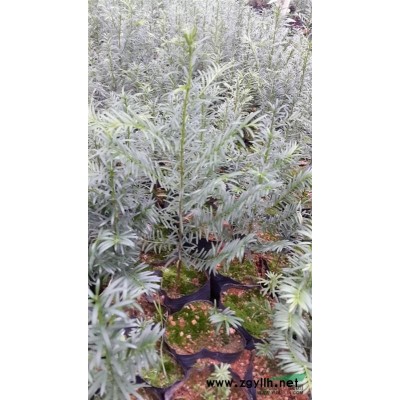 大量1~3年、20---150公分红豆杉苗木供应，红豆杉中苗