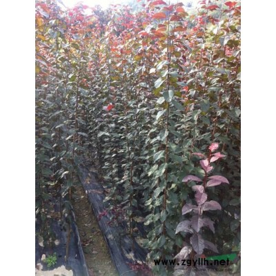 基地供应各类绿化小苗