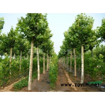 法桐 白蜡 国槐