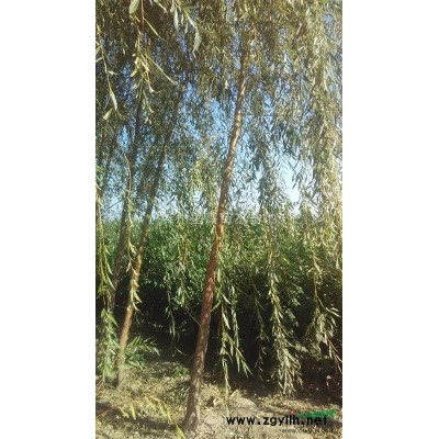 柳杆 柳树 速生榆 青垂 黄垂 ，