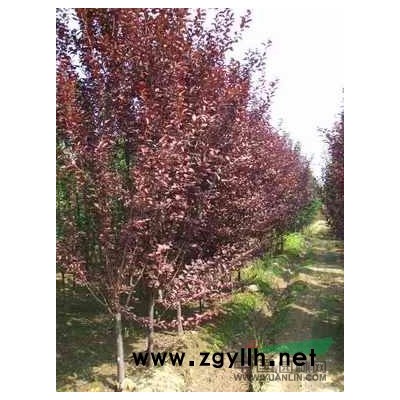 处理6-12公分原生冠国槐