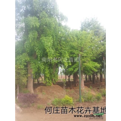 大量供应香樟苗