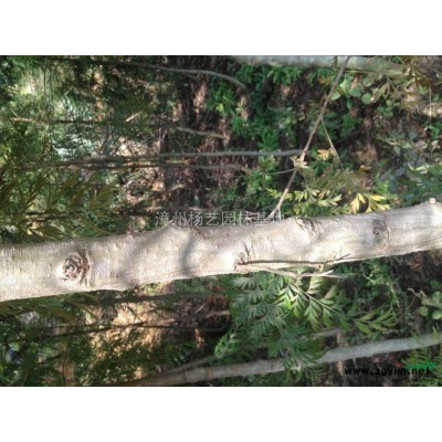 供应胸径7--16公分银桦