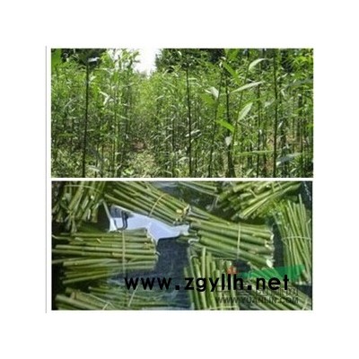 竹柳专业种植基地