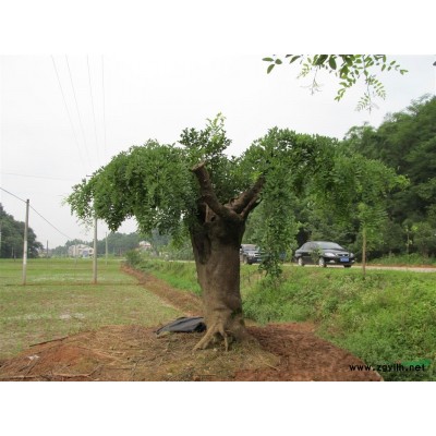 三百年古槐树桩