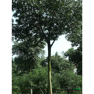 江苏紫薇311信息