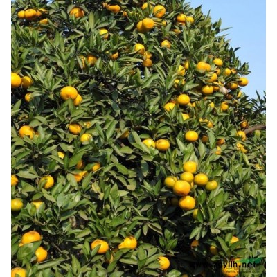 湖南常德 栾树苗木种植批发