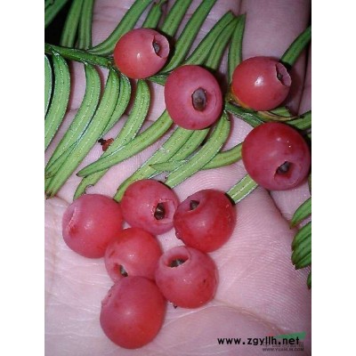 供应5-10年红豆杉