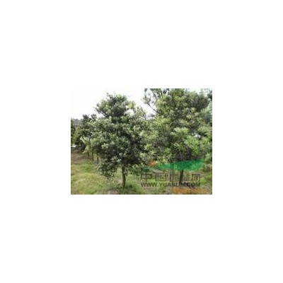 紫薇*新价格/紫薇报价