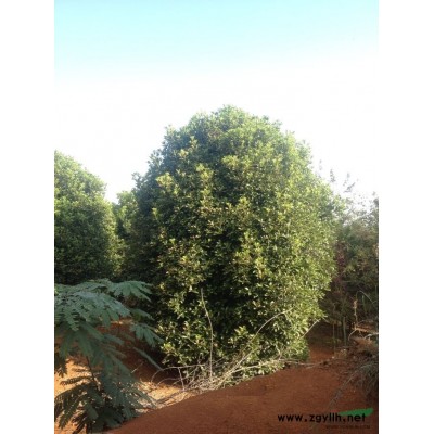 羽毛枫2行情报价\羽毛枫2图片展示