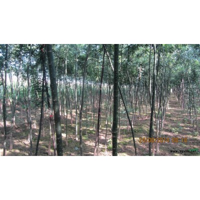 陕西三年生国槐及一年生泡桐苗