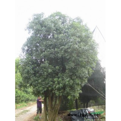 米径10公分杨梅树供应，优质杨梅树批发