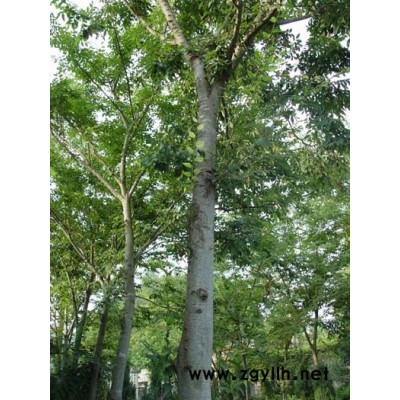 柏球，花柏球，千头柏，地柏，沙地柏