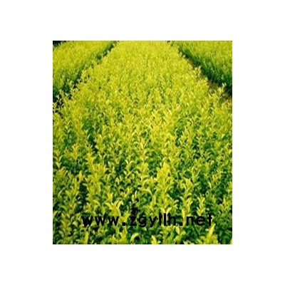 千亩金叶女贞.红叶小檗待售