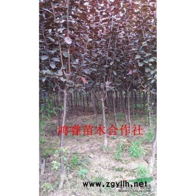 专业大量供应3--4公分紫叶李，量大从优
