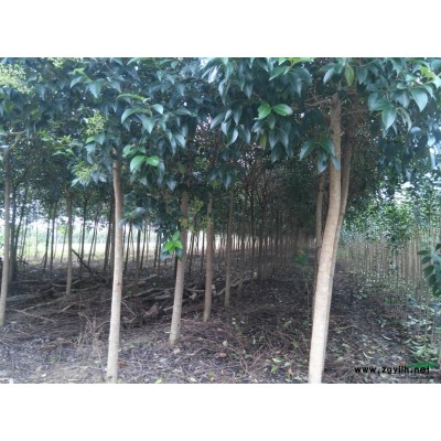 江苏东台俊玮苗圃供应米径2～30公分水杉