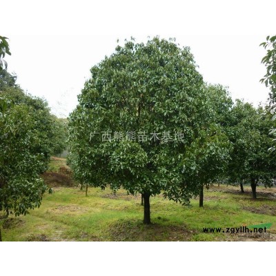 紫薇 百日红 红花紫薇 红花百日红