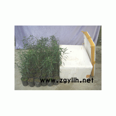 澳洲灌木多花红千层