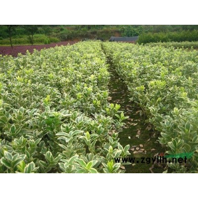 果树苗木对果树苗圃的特殊要求
