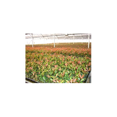 红叶石楠穴盘苗、容器苗、容器工程苗、红叶石楠球