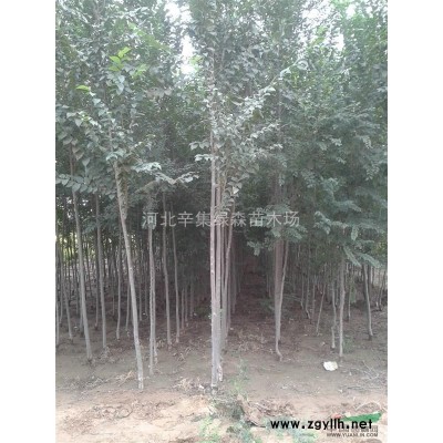 白榆新品种--阳光男孩