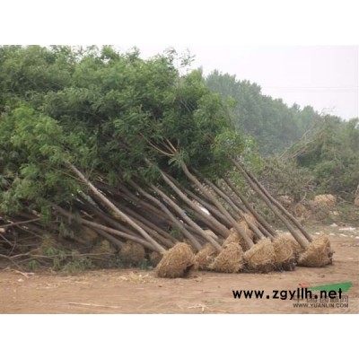 山东菏泽18-22公分法桐4年冒土球价格
