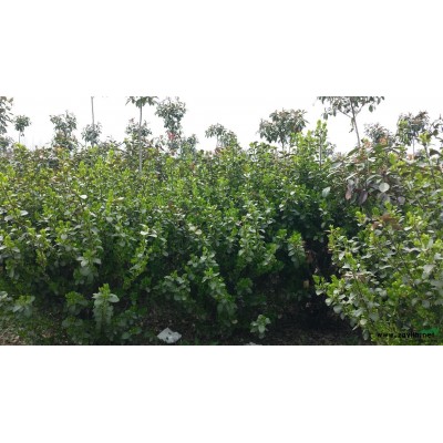 台儿庄青海源大量供应中国红紫薇