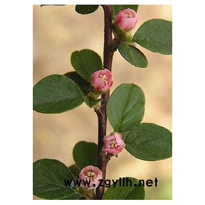 大量供应平枝栒子小苗及工程苗