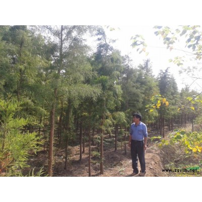 供应一手苗木榉树朴树、栾树、乌桕、水杉、池杉、落雨杉、香樟,