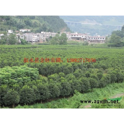 赤水桂花树、习水桂花树、毕节桂花树、四川省叙永县金桂苗圃