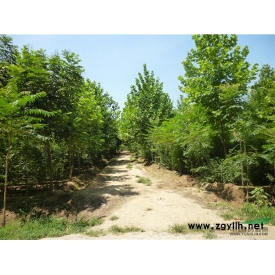 供应精品黄金柳