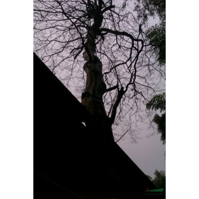 6---10公分香樟。统货