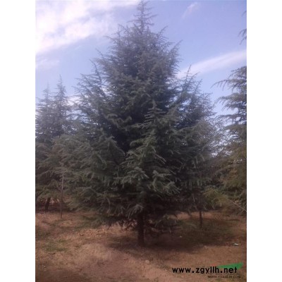 供应大小规格雪松