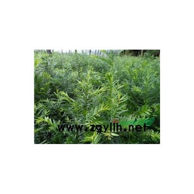 50-80公分高红豆杉苗1元出售