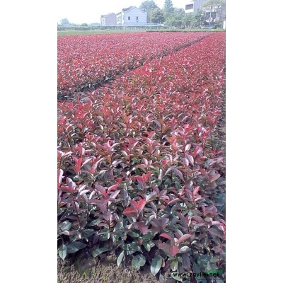 江苏常州夏溪苗木、低价供应香樟10-20公分，全冠移栽实生