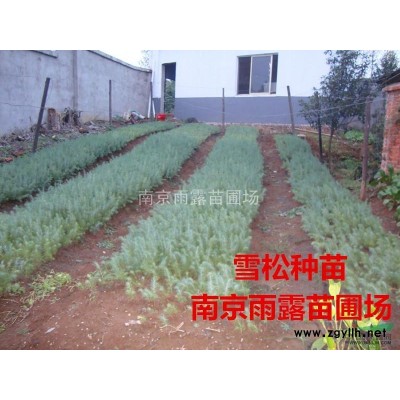 雪松，雪松供应，雪松价格，南京雪松