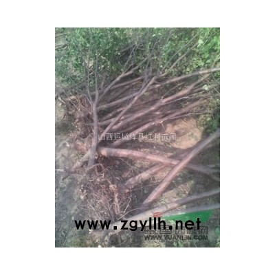 刺槐 紫穗槐 花椒苗  国槐 北栾