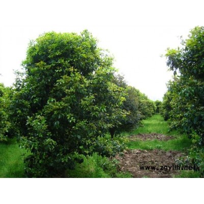 供应二年生嫁接樱花