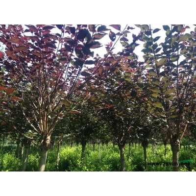 3至6公分美人梅