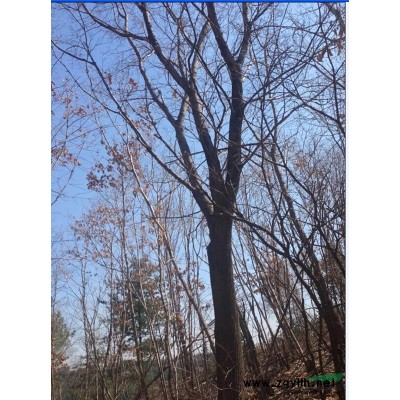 供应单枝、丛生蒙古栎、丛生水曲柳