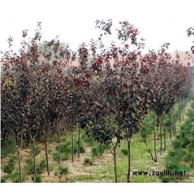 美国红枫秋火焰扦插苗