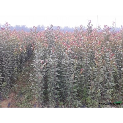 北美海棠苗木出售