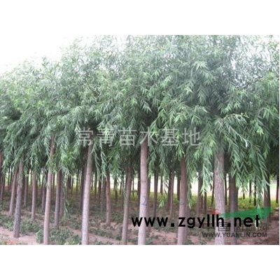 4-8公分圆冠榆出售，河北圆冠榆种植基地