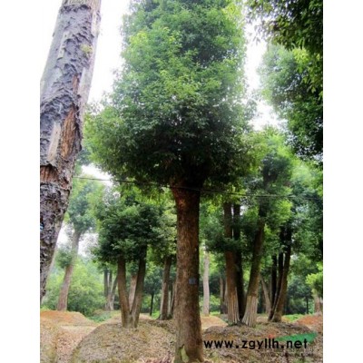 供应20公分骨架香樟