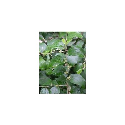 供应围园绿篱笆--马甲子