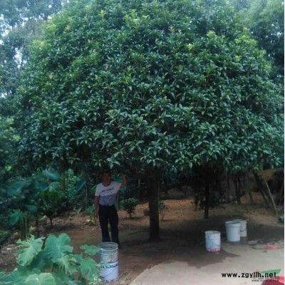 16一22公分精品桂花树