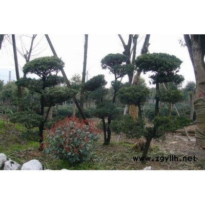 金边无托子球，金边无秃子