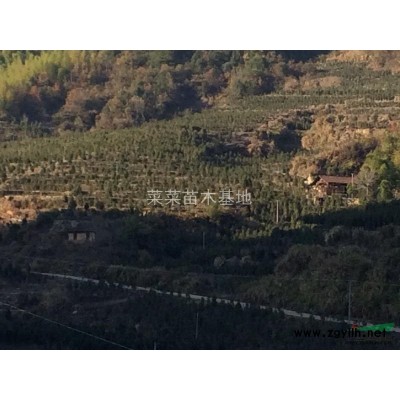 供应4到15公分丹桂树