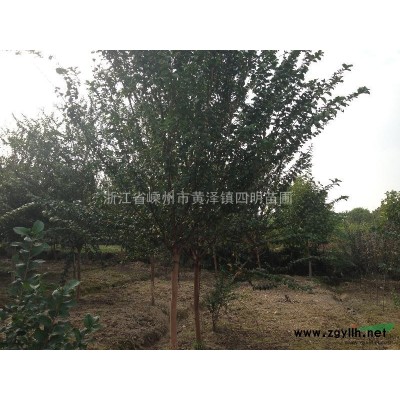 西府海棠、垂丝海棠